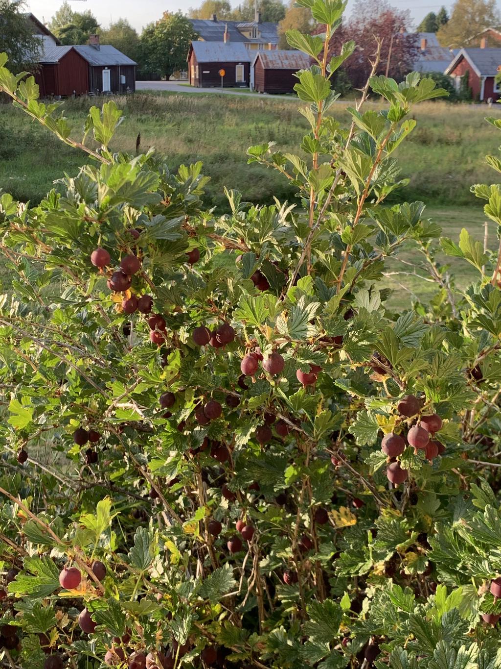 Säljarens egen sommarbild