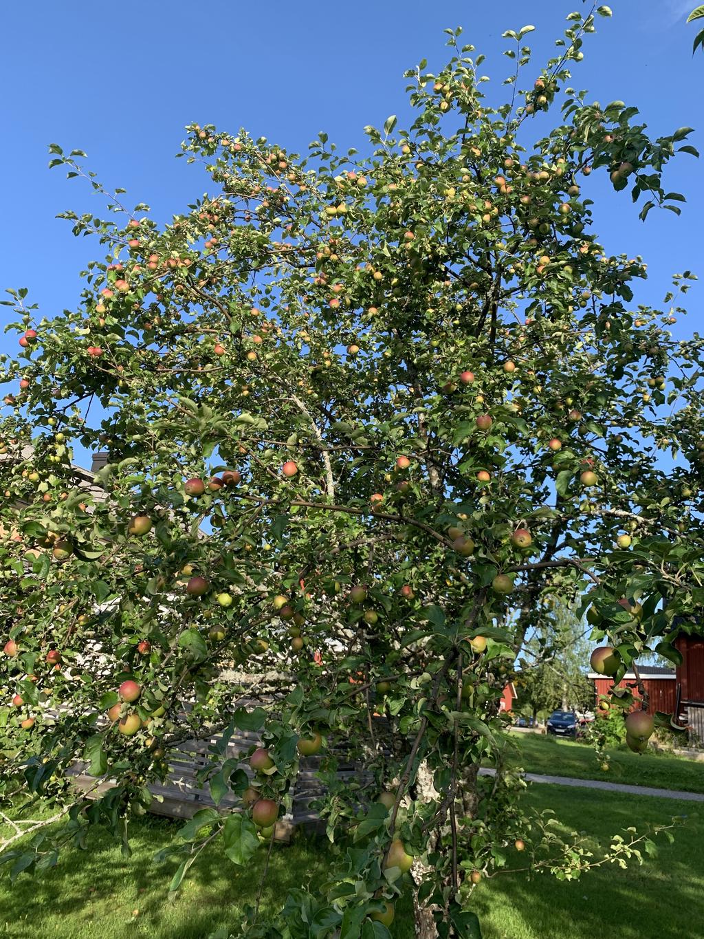 Säljarens egen sommarbild