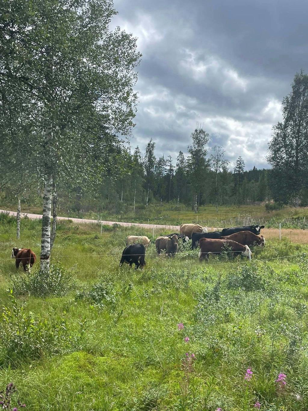 Säljarens egen bild