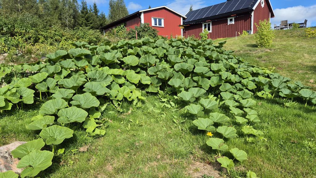 Säljarens egna bild