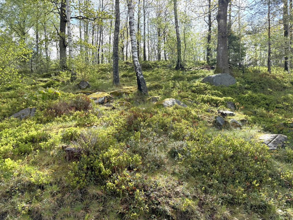 Intill skogskanten bor man och blåbären packar man alldeles utanför tomten