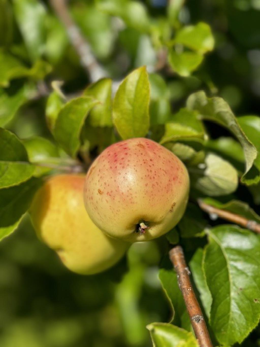 Säljarens sommarbild!