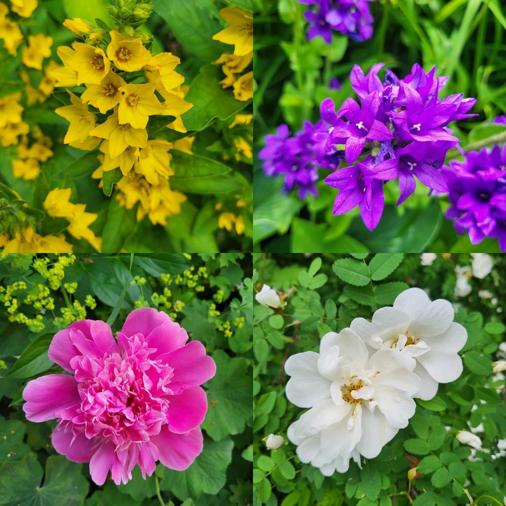 Säljarens egna bild