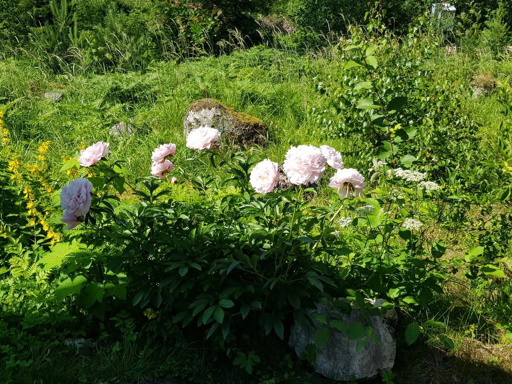 Sommarbild (säljarens egen)