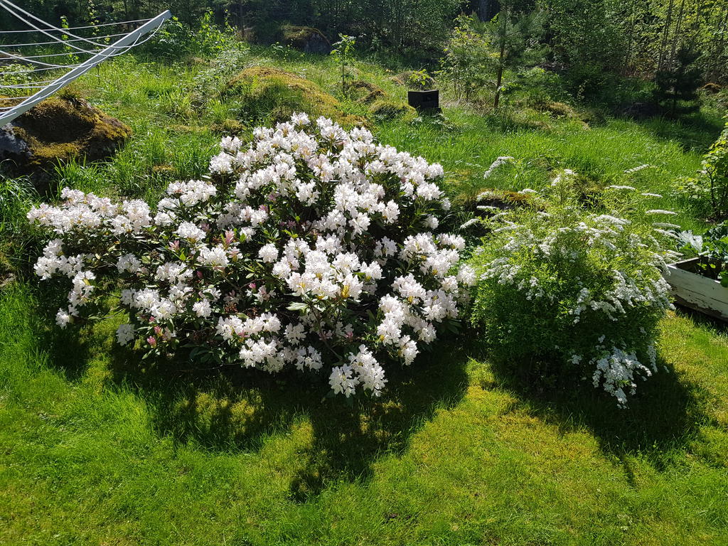 Sommarbild (säljarens egen)