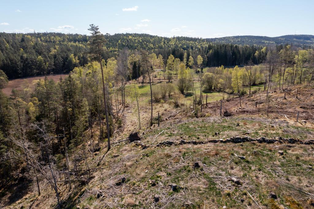 Nyplanterad skog