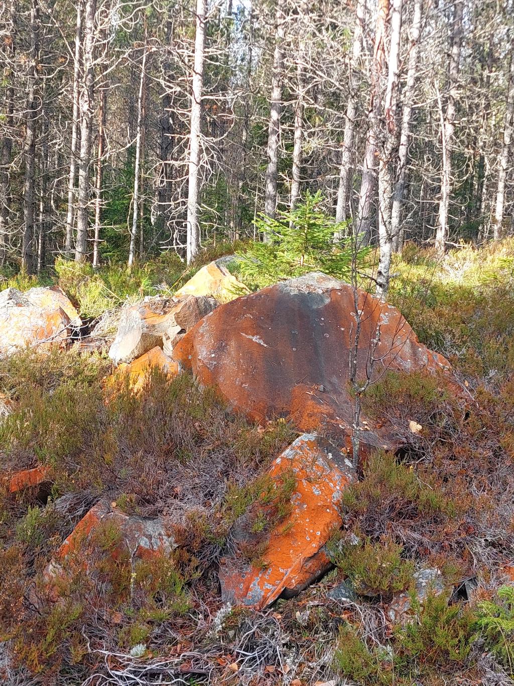 Områdesfoto från säljaren