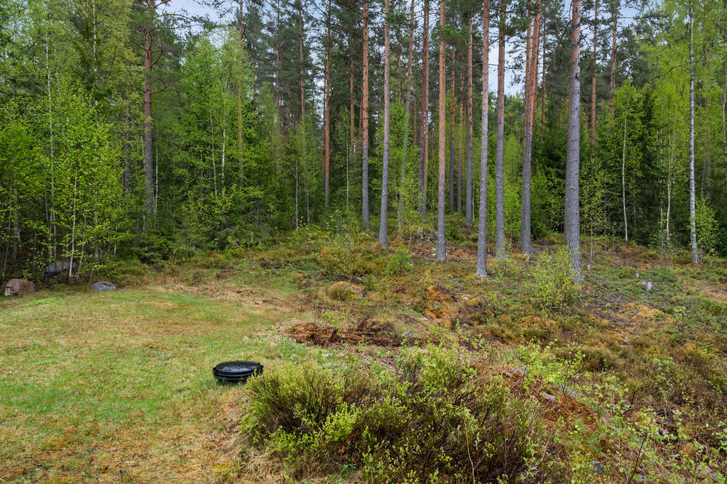 Trädgård
