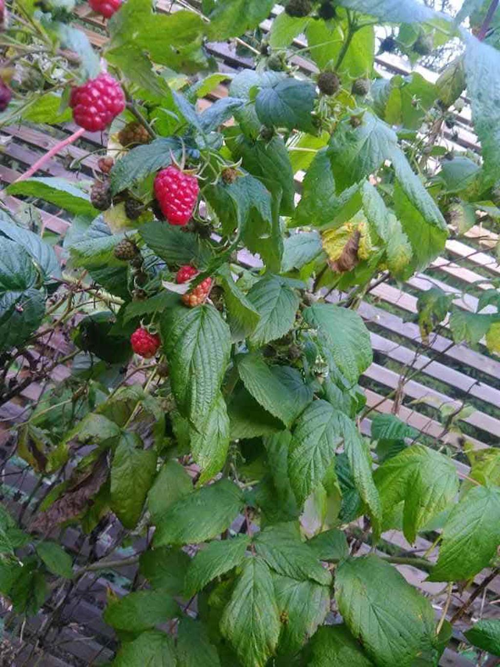 Kundens egna bilder