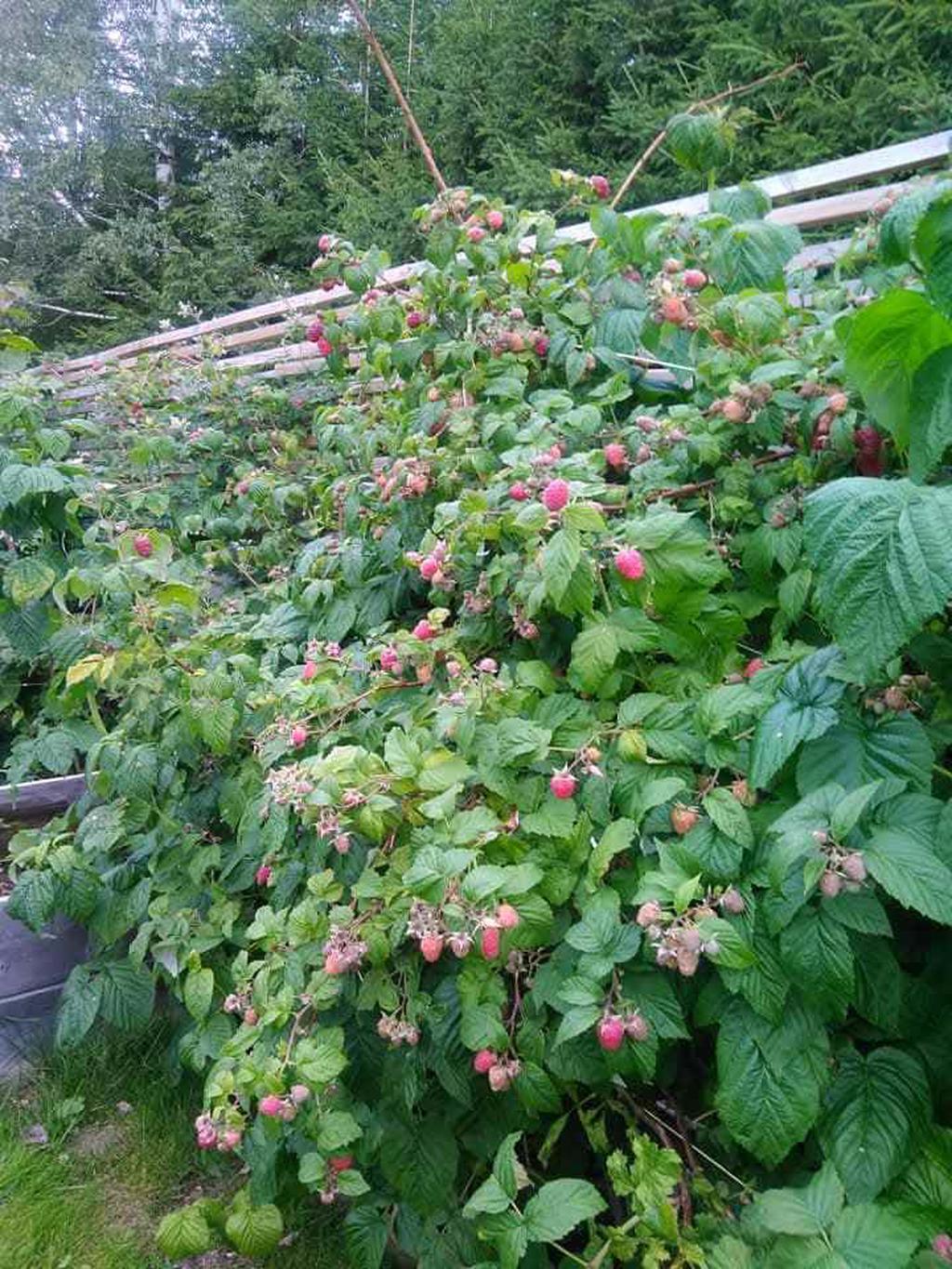 Kundens egna bilder