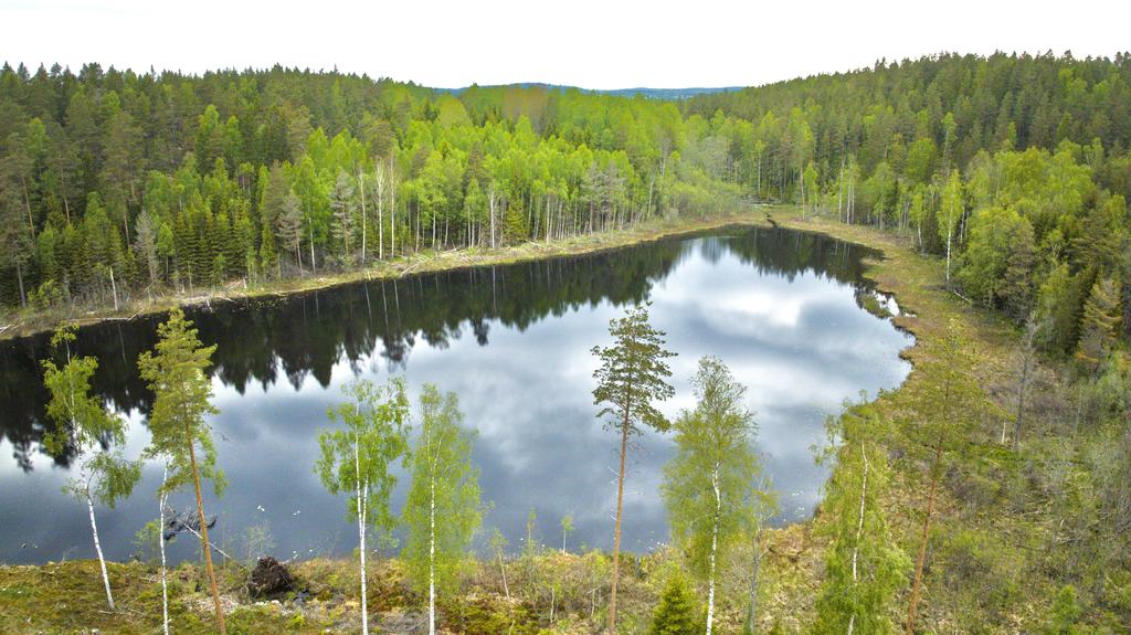 Tapptjärnet