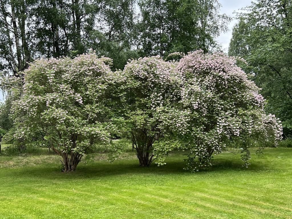 Säljarens sommarbild