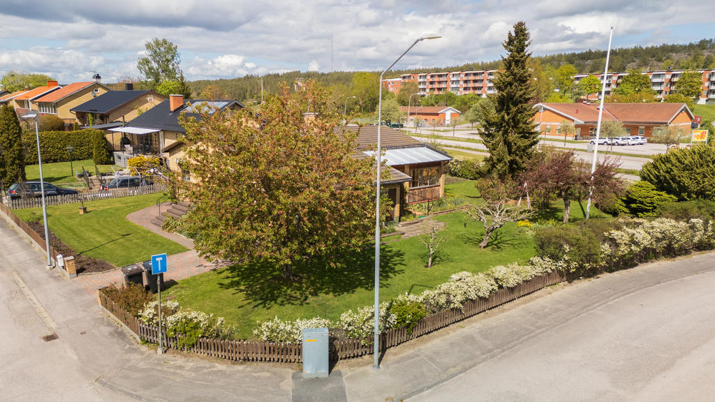 Plan trädgård med mycket grönska