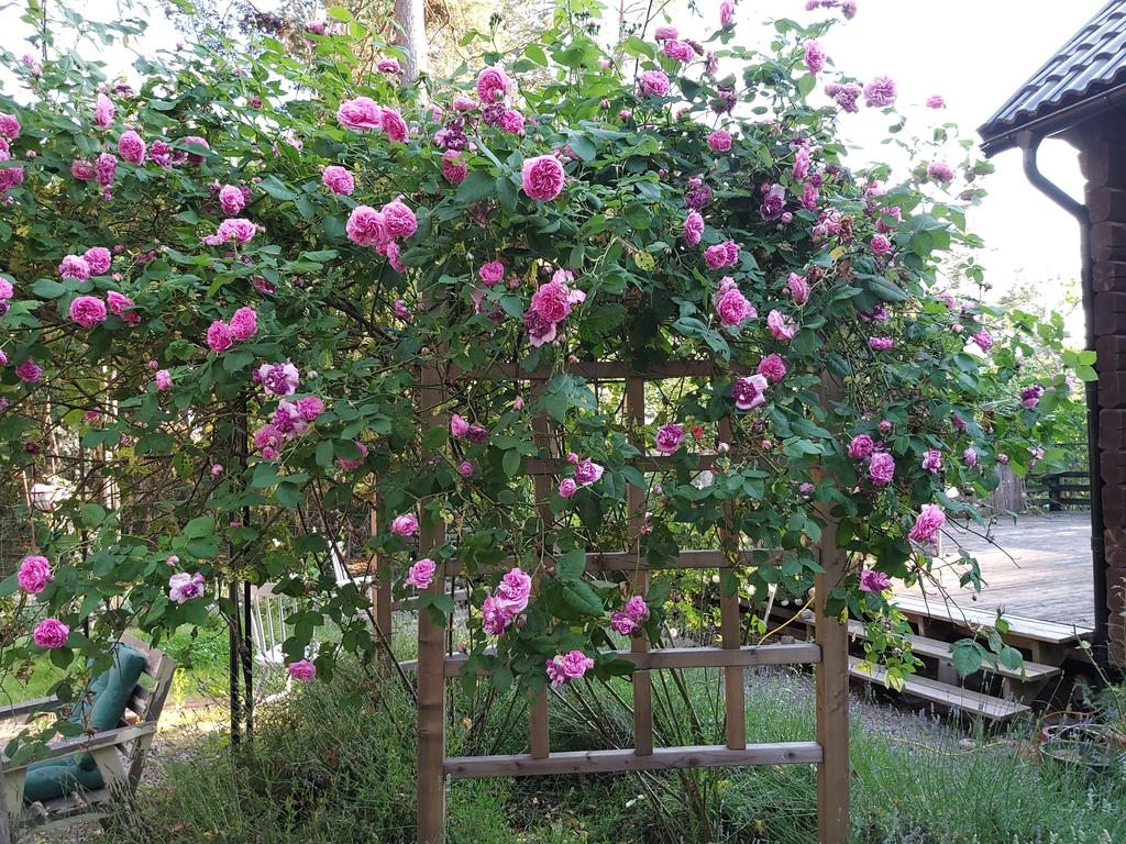 Säljarens sommarbild