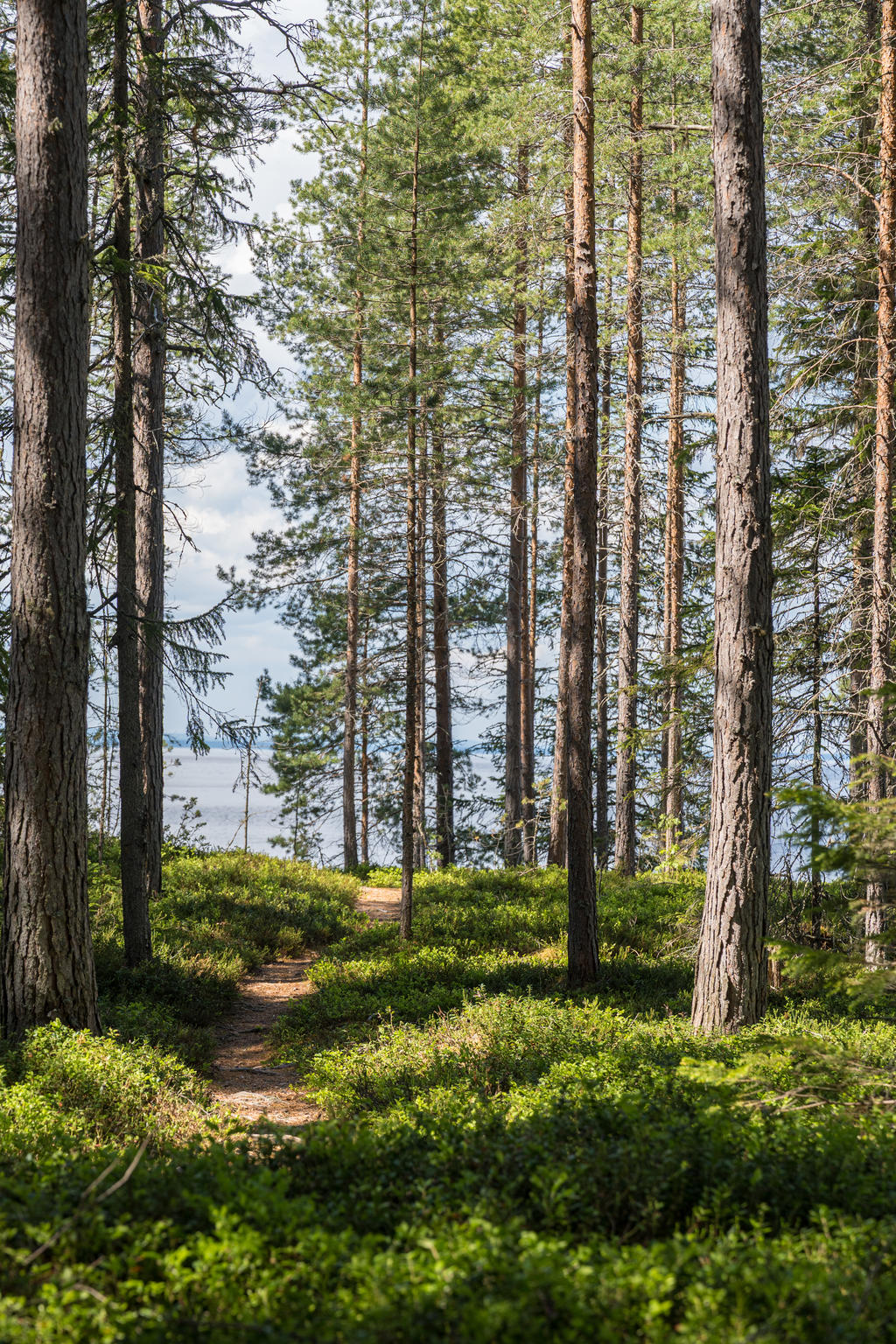 Den mysiga stigen som tar dig ner till sjön