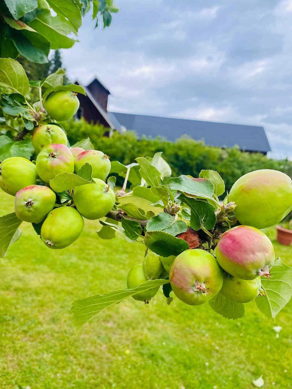 Säljarens egna sommarbilder