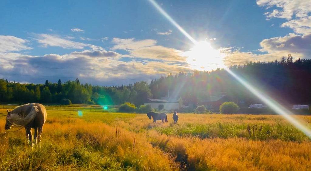 Säljarens egna sommarbilder
