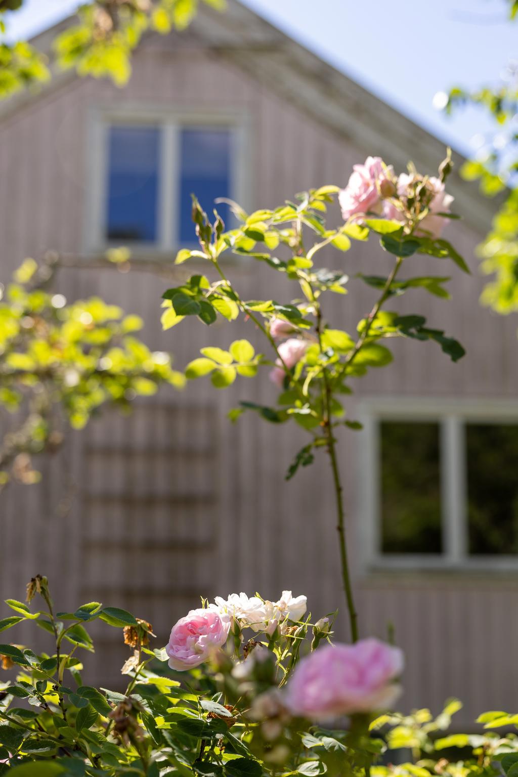 Trädgård