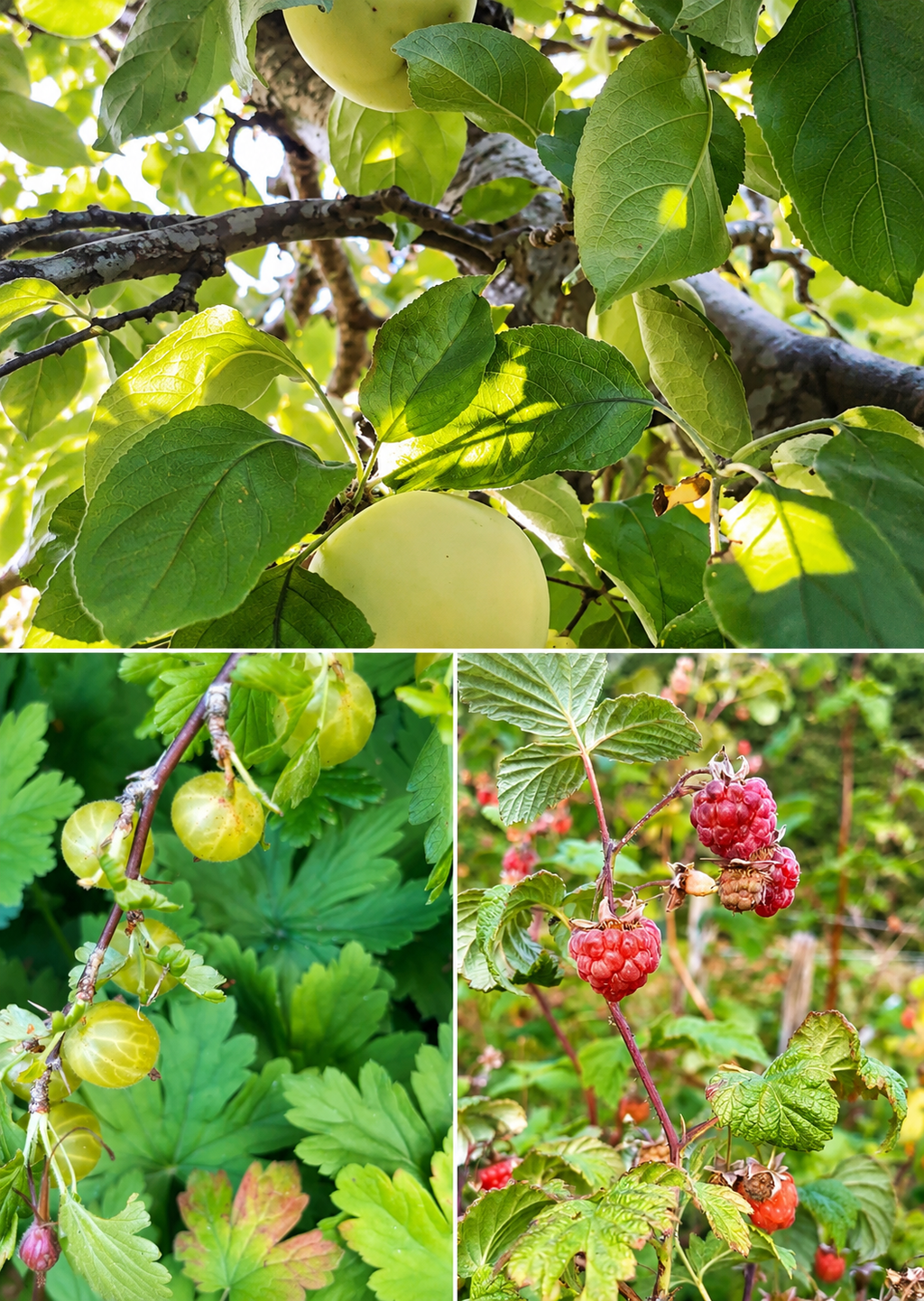 Frukt och bär från den egna trädgården. 