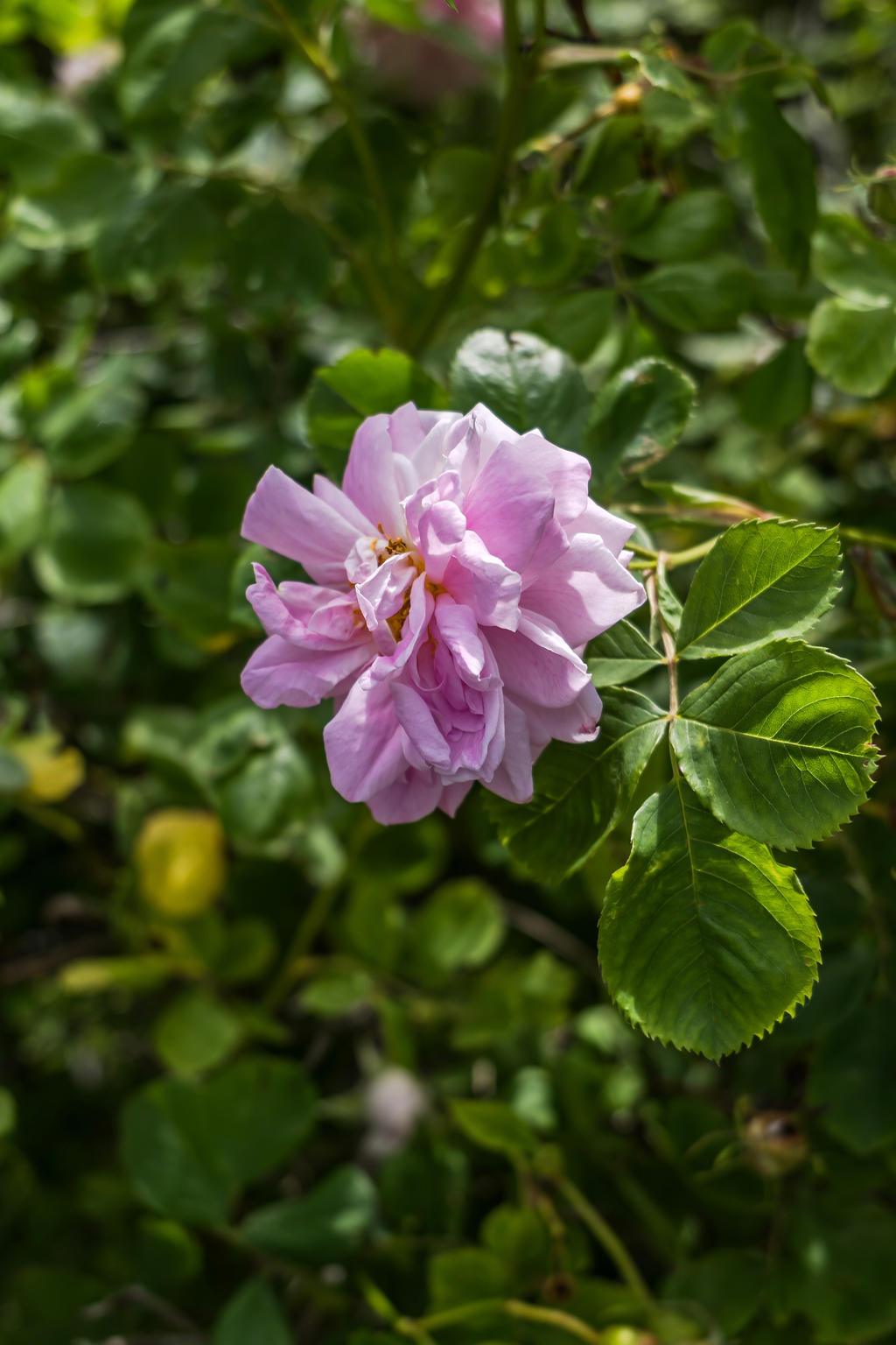 Fin trädgård med många blommor och fruktträd