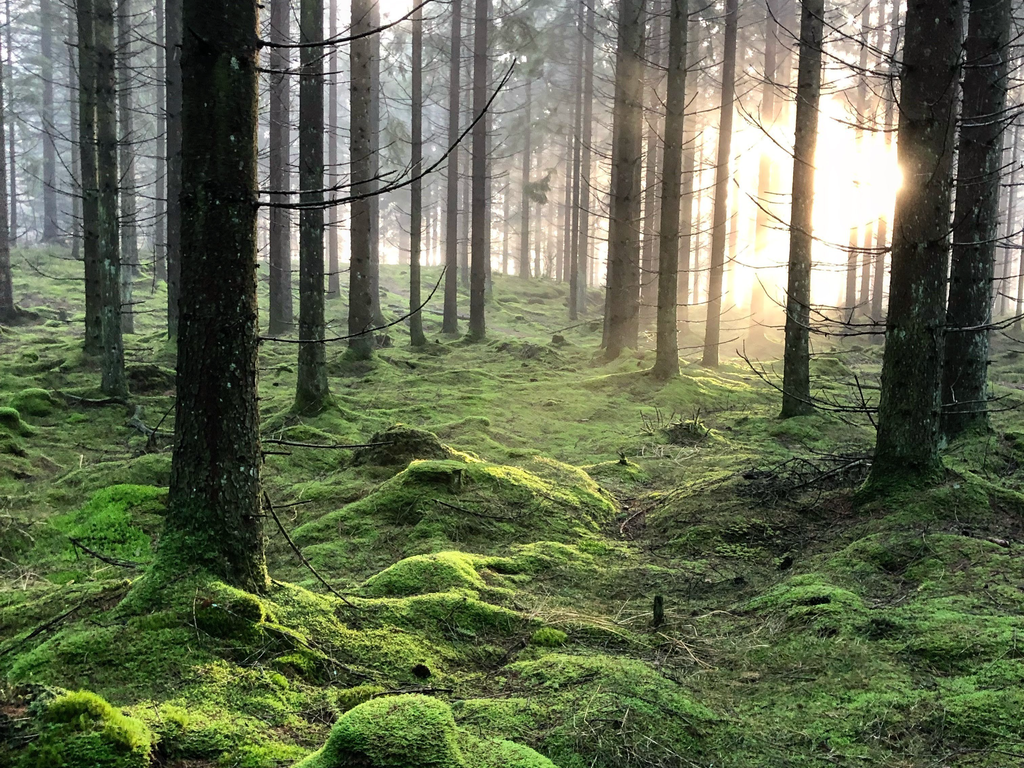 Del av Jonsereds vackra natur