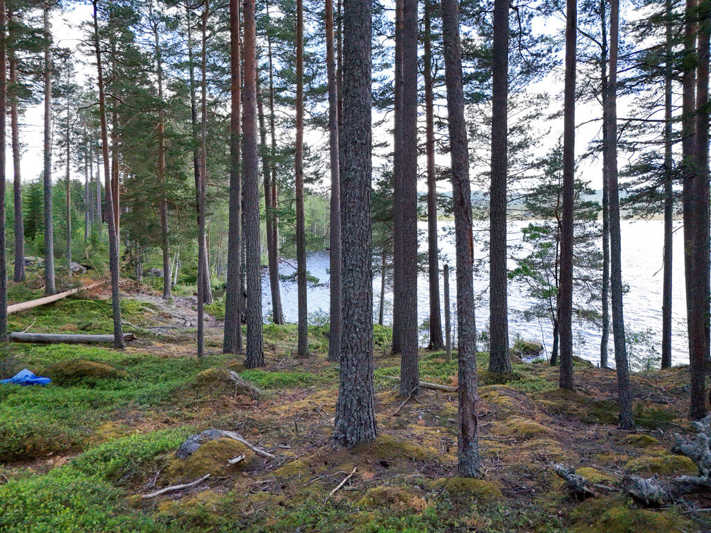 Utsikt från tomten mot söder. 