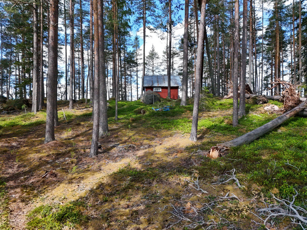 På tomten finns en del nedfallna träd. Dessa ingår i köpet och kommer att lämnas precis som de är. 