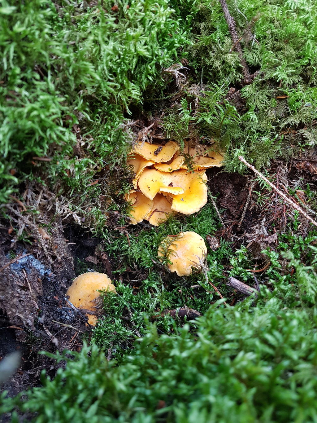 Säljarens bild