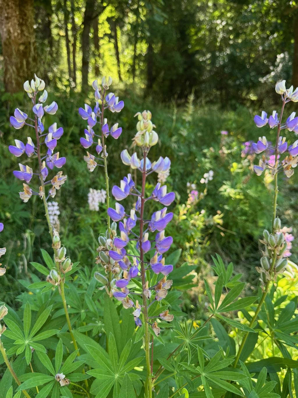Säljarens egna sommarbild