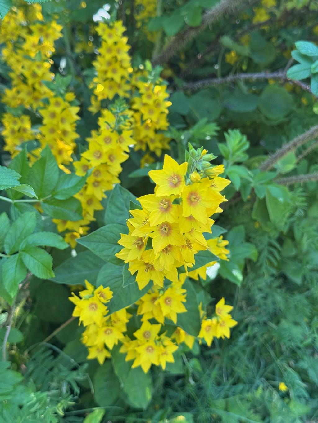 Säljarens egna sommarbild