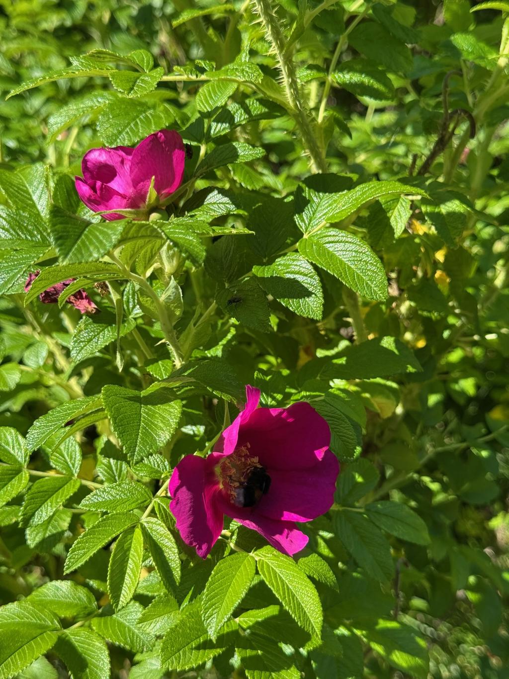 Säljarens egna sommarbild
