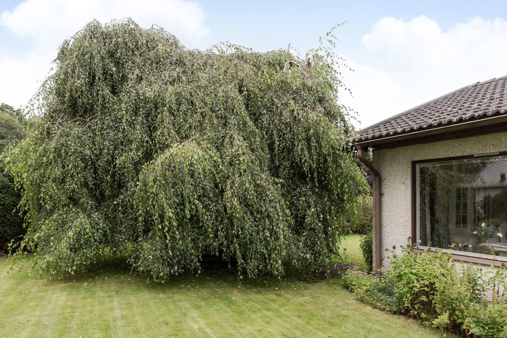 De väl uppvuxna träden bidrar med både karaktär och naturlig grönska.