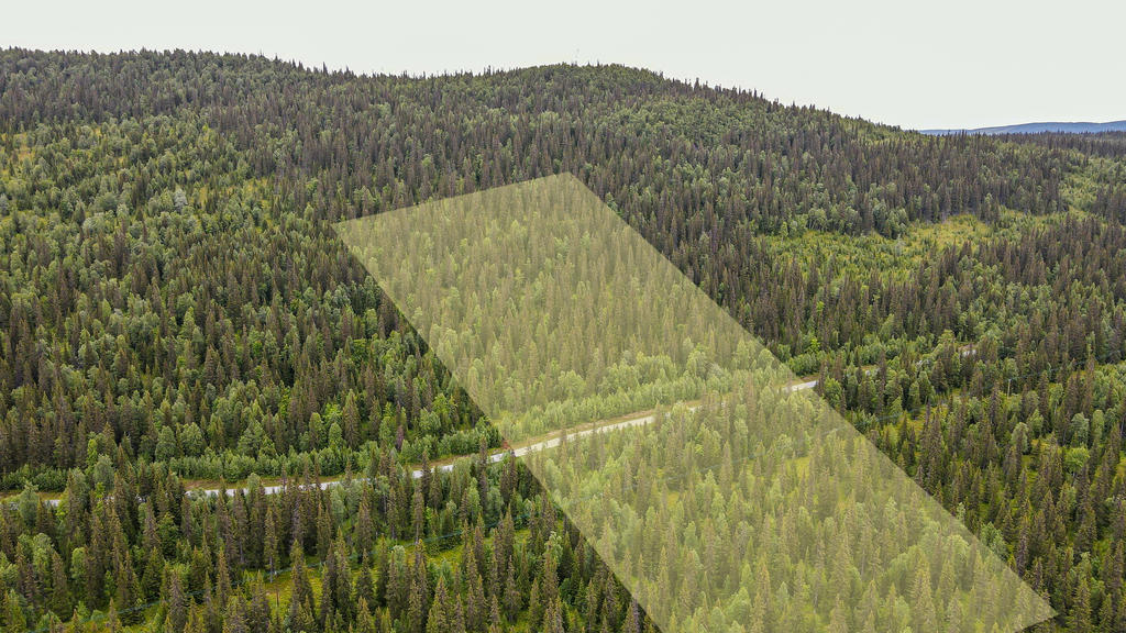 Skogsmark