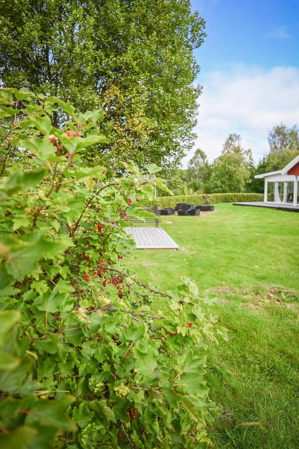 I trädgården finns både vinbärsbuskar, äppelträd och rabarber. 
