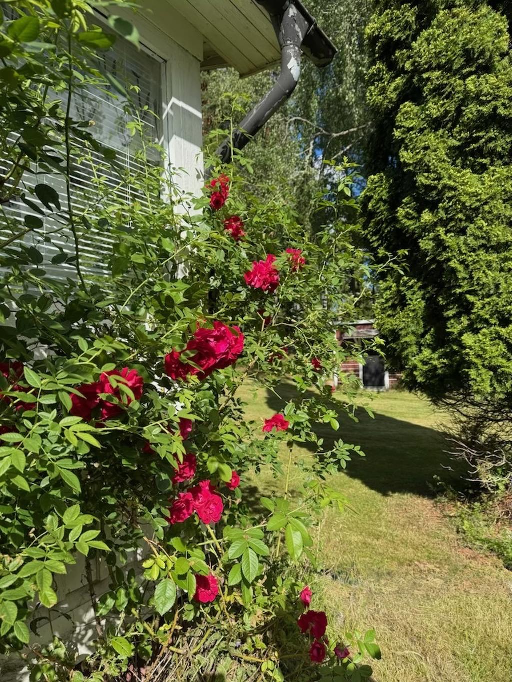 Säljarens egna bild