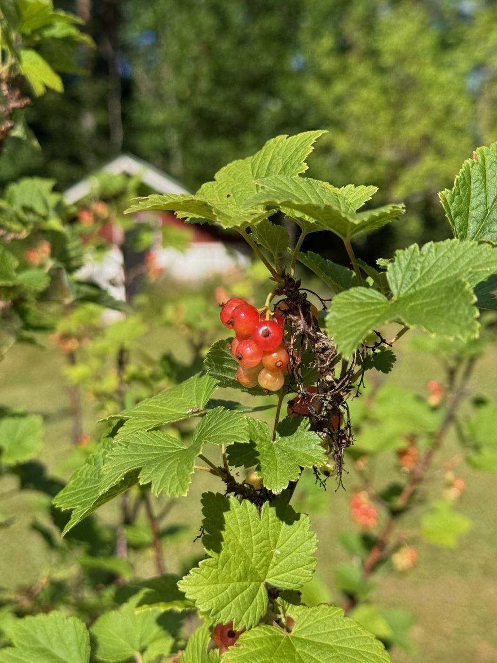 Säljarens egna bild