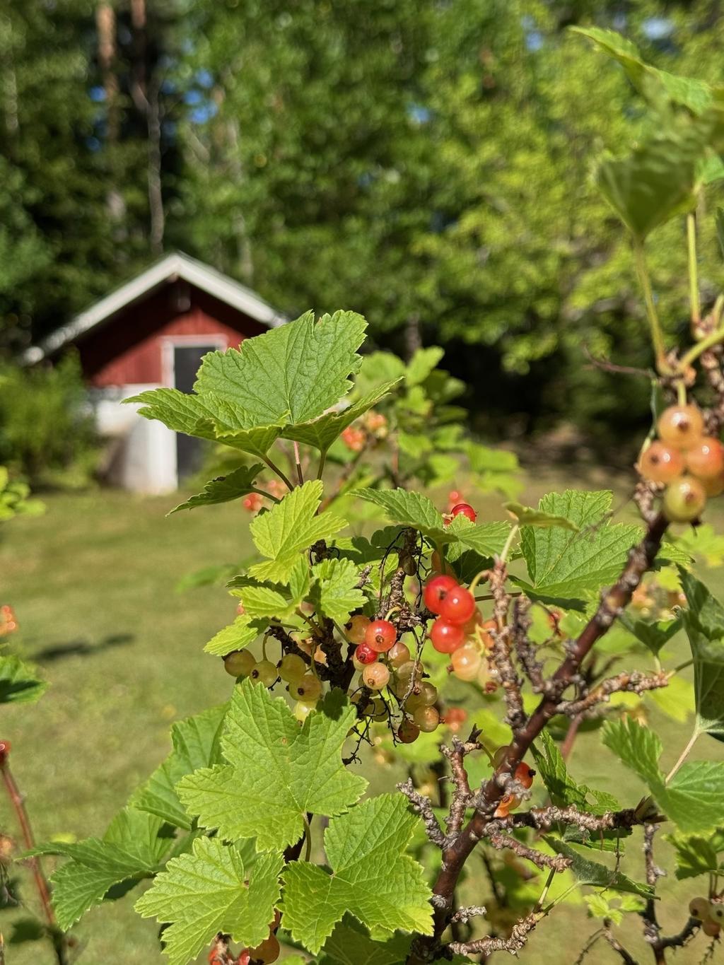Säljarens egna bild
