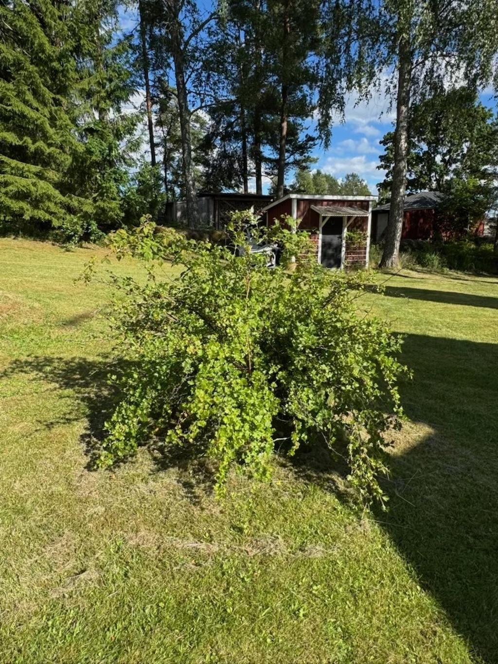 Säljarens egna bild