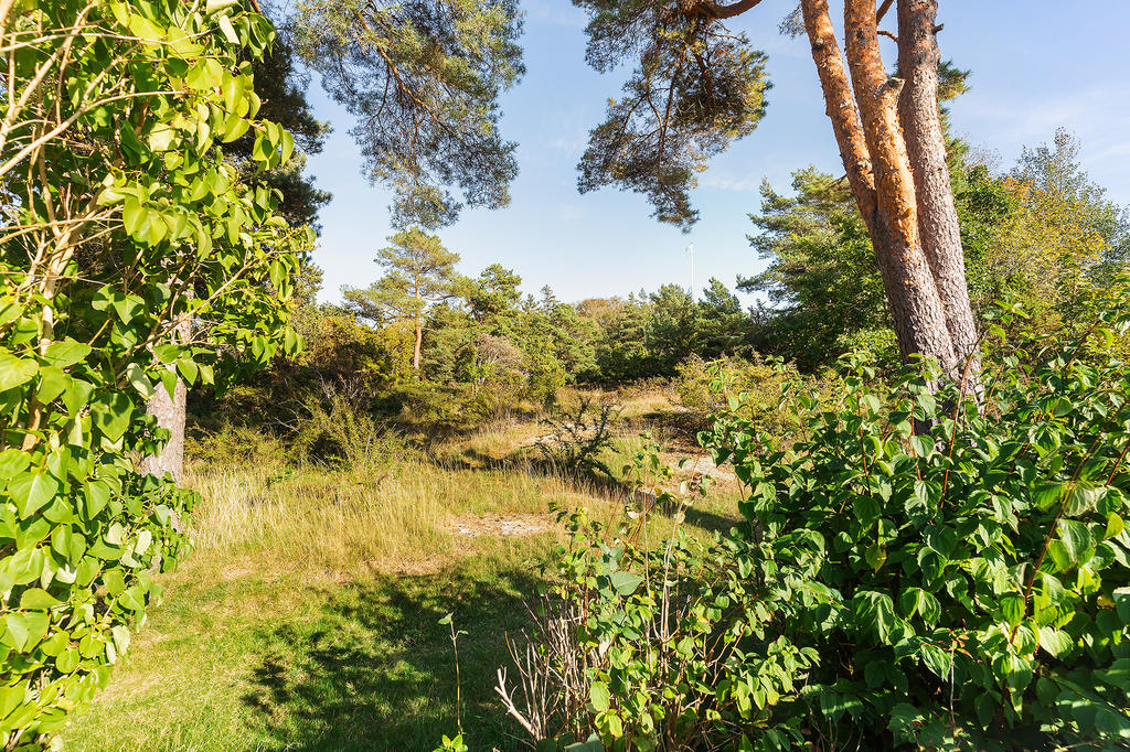 Trädgården angränsar mot allmänning